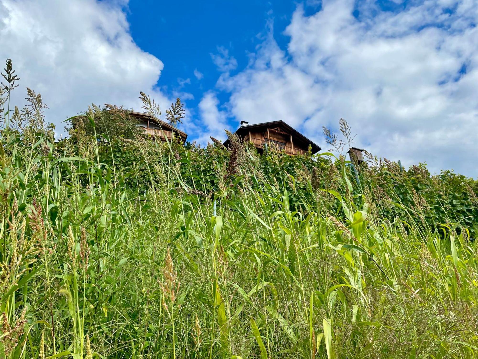 Maso Fallmerayer - Fallmerayerhof Bresanona Exterior foto